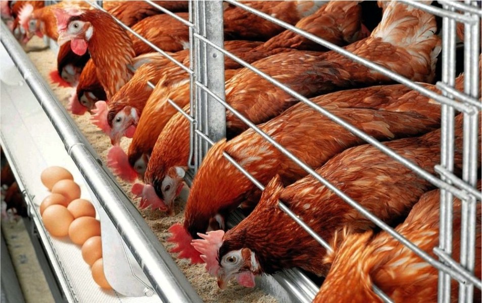 Бизнес на выращивании кур и продаже яиц