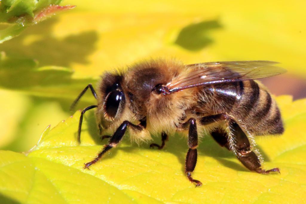 пчелы и пчеловоды