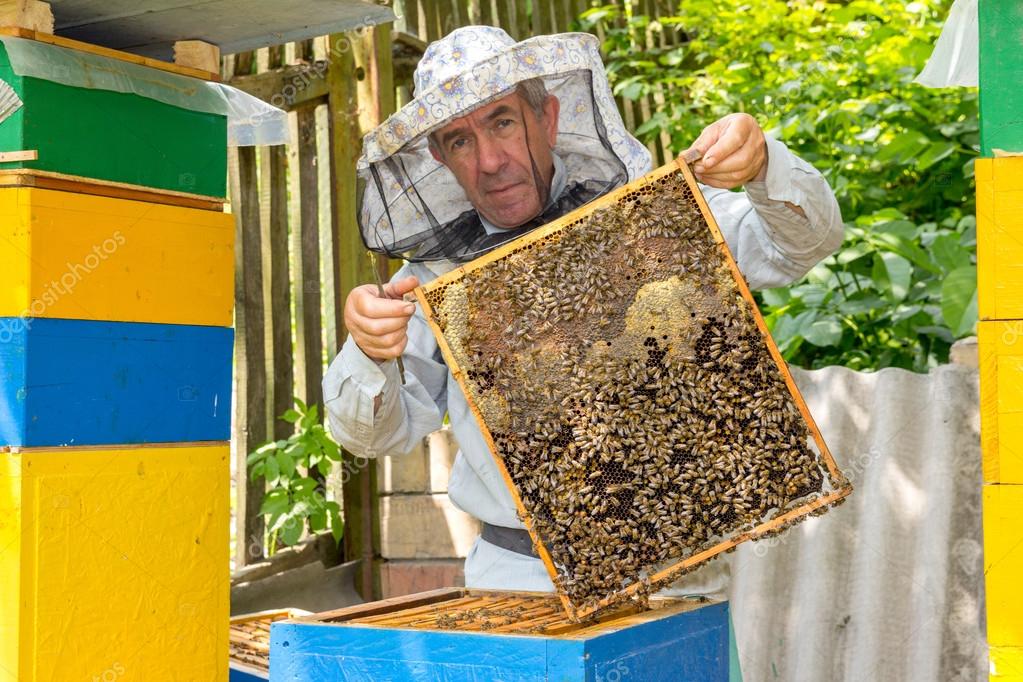 Профессия пчеловод (пасечник): где учиться, зарплата, плюсы и минусы